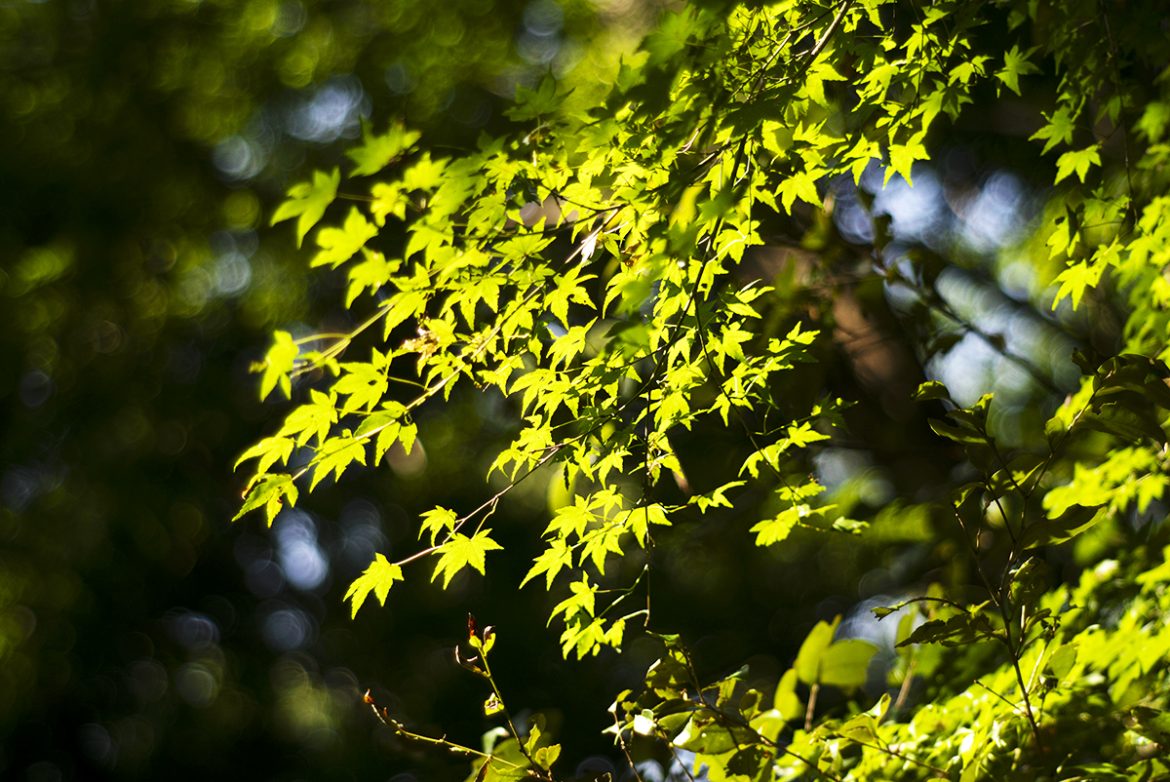 L1009292 紅葉の葉