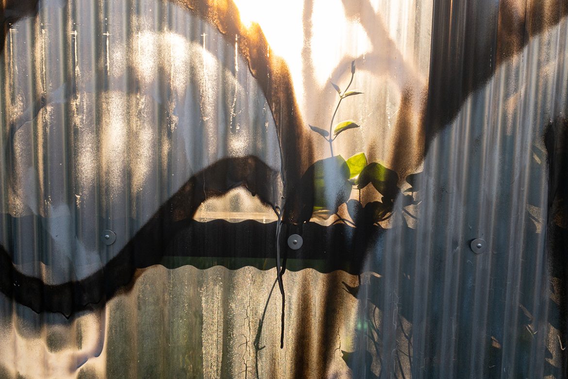 透明な壁に蔓の葉