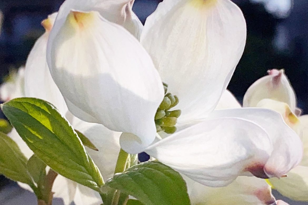 IMG_4978 のコピー