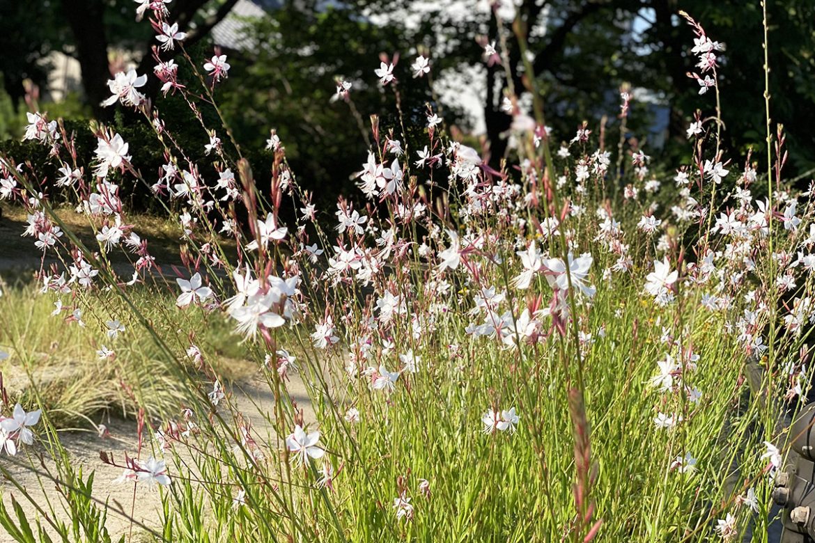 IMG_5275 のコピー