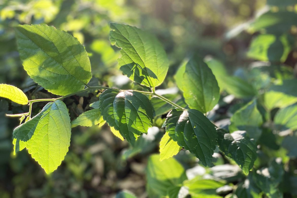 IMG_5420 のコピー