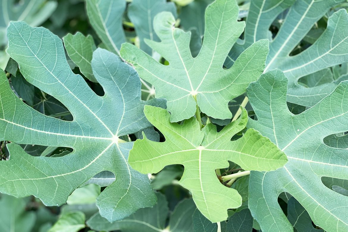 IMG_5447 のコピー