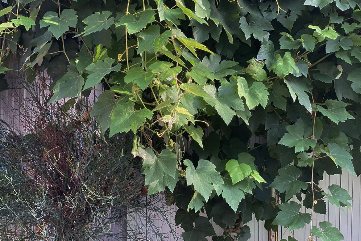 IMG_5591 のコピー