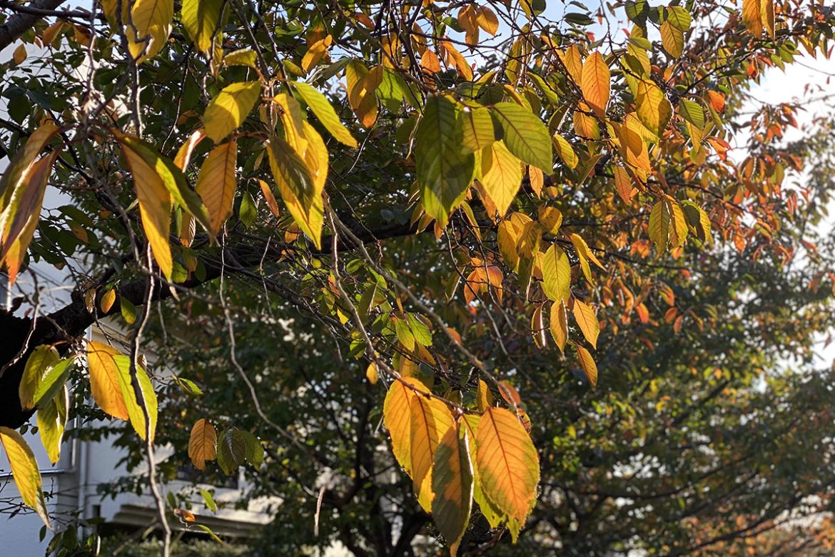 IMG_6452 のコピー