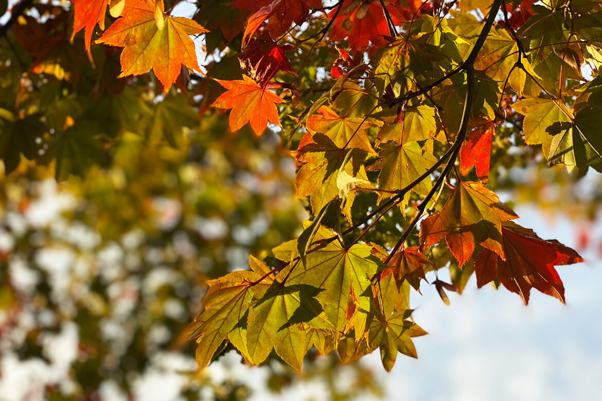 IMG_6555 のコピー