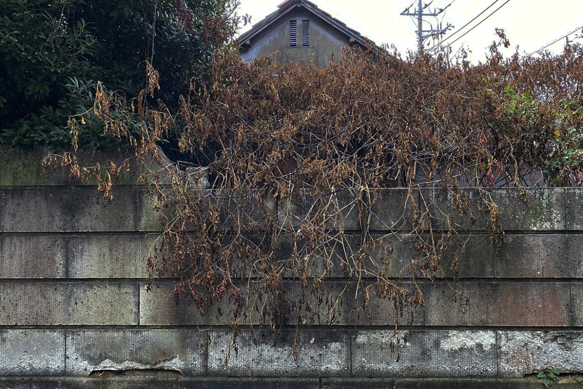 IMG_6633 のコピー