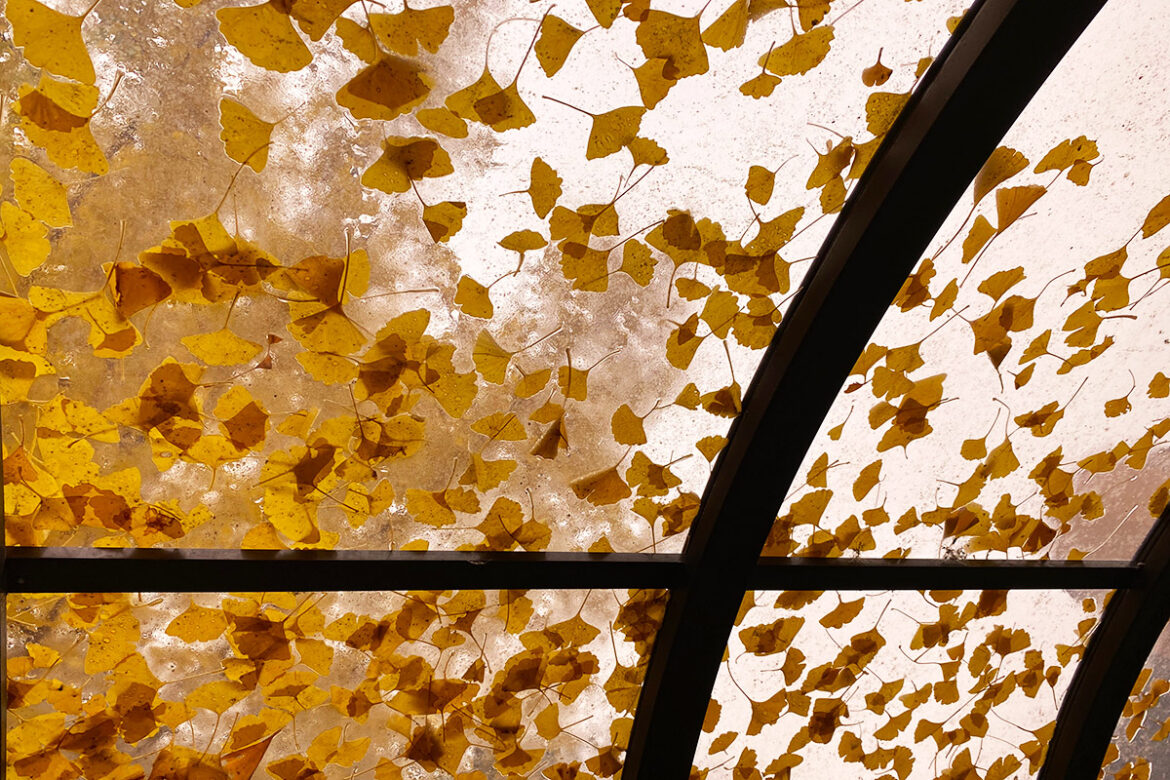 IMG_6654 のコピー