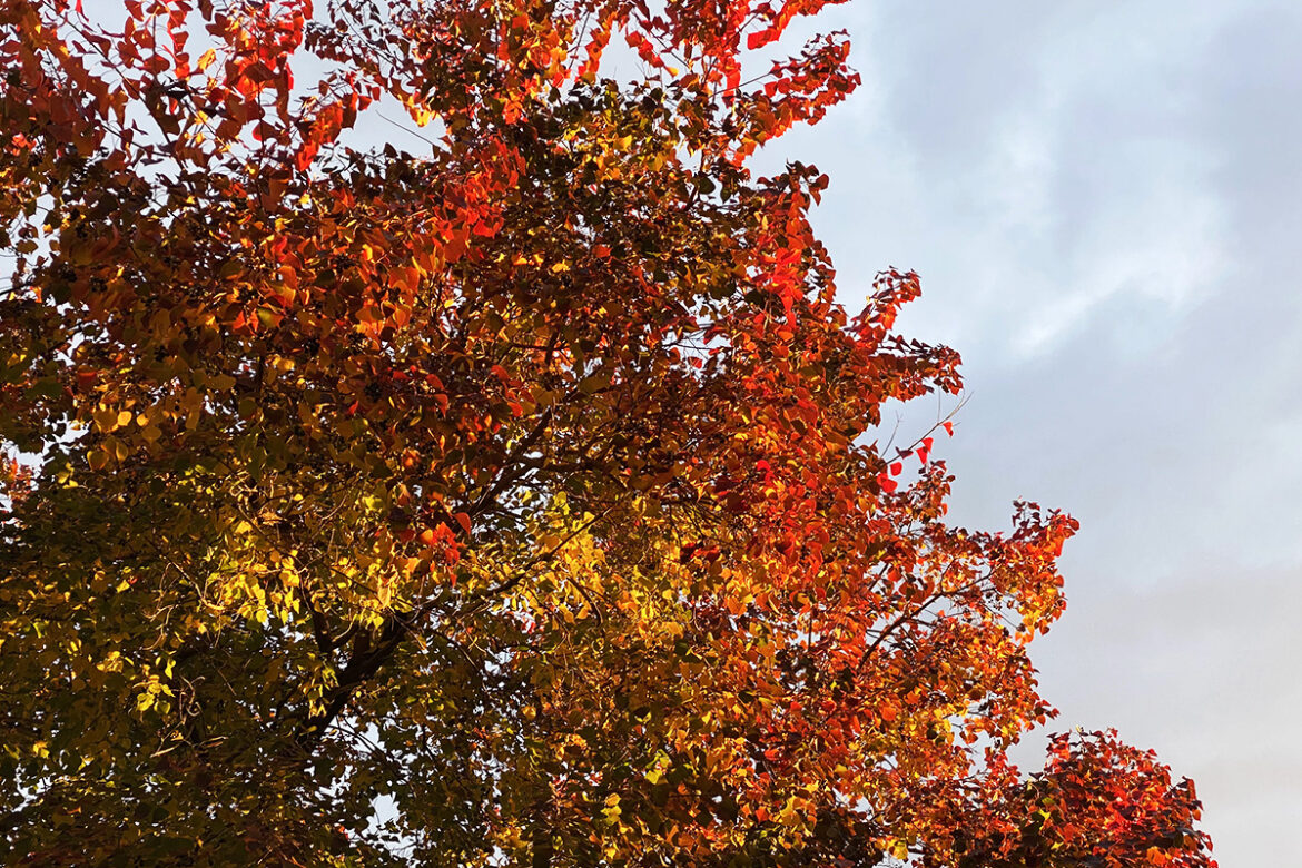 IMG_6716 のコピー