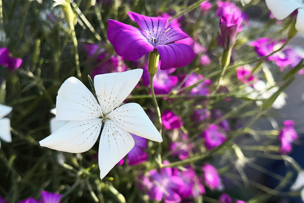 IMG_7633 のコピー