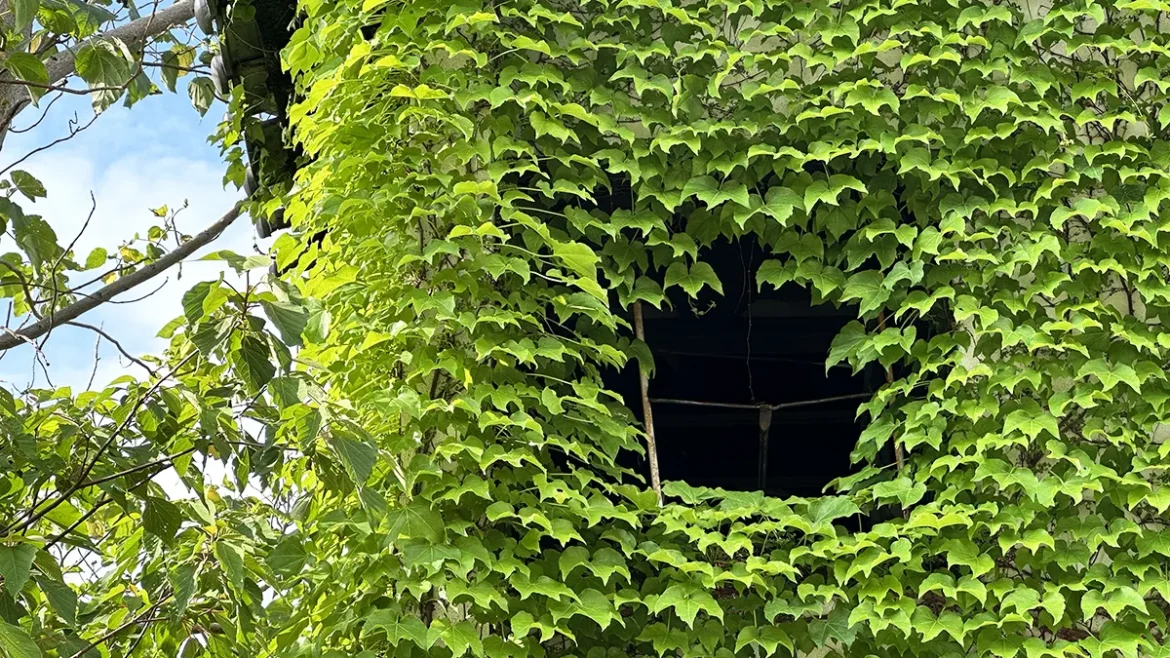 IMG_7702 のコピー