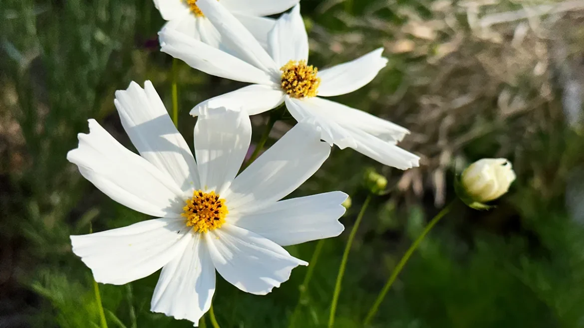 IMG_7734 のコピー