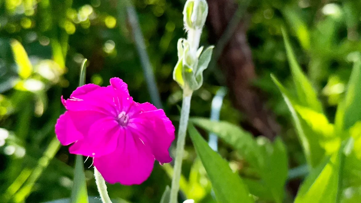 IMG_7744 のコピー