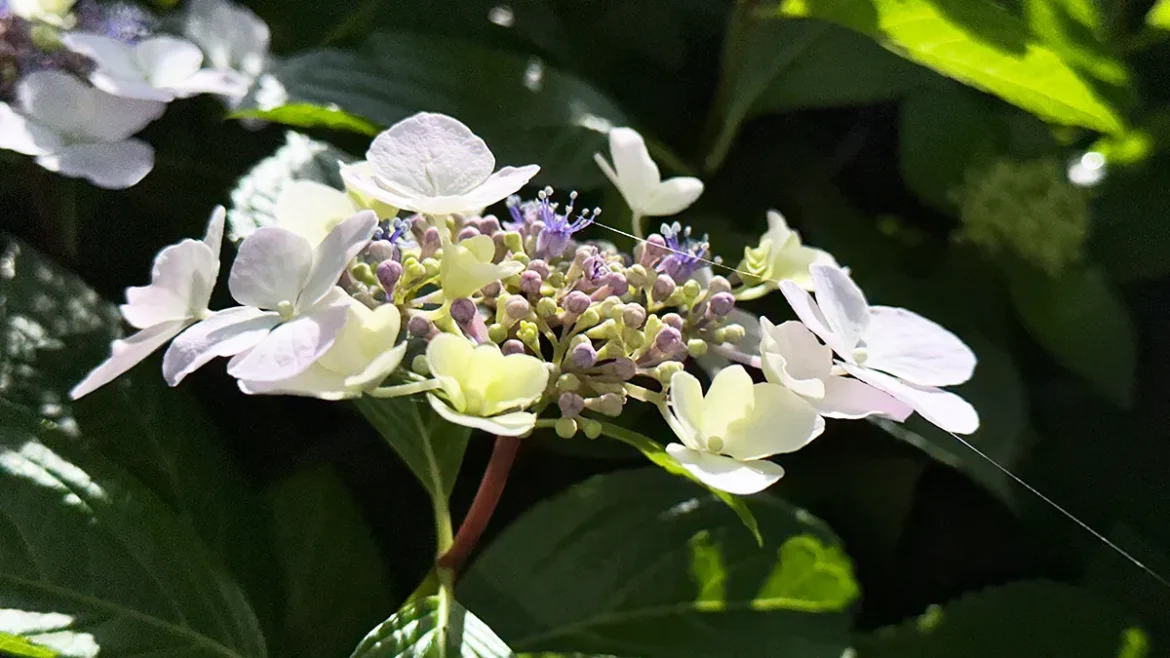 IMG_7844 のコピー