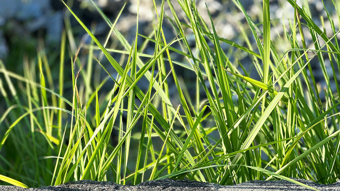 IMG_1008